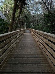 Path In the swamp