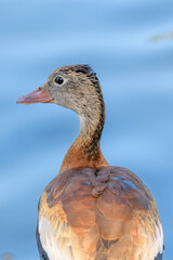 Portrait of a Black-Bellied Whistling Duck from the Rear