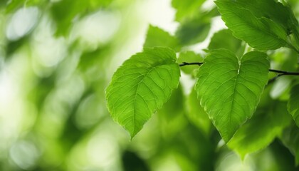 Fototapeta na wymiar A green leafy tree branch