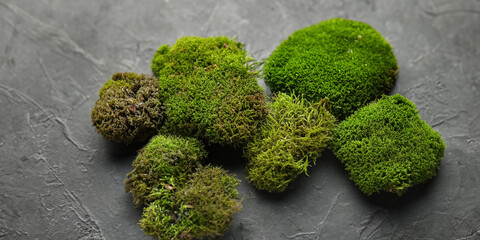 Juicy green moss on a gray stone background. Green moss. Beautiful plants. Mocap,template,wallpaper...