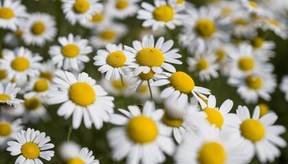 A field of white and yellow flowers