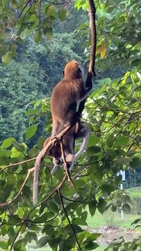 Vertical of a pair of crab-eating macaques hanging on a tree branch in the bushlands of Singapore