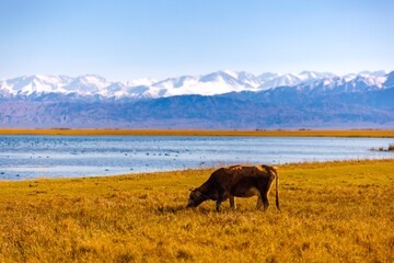 milk cow grazing on shore of mountain lake with floating ducks at sunny autumn afternoon, telephoto view with selective focus