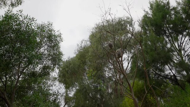 Pair of koalas sleeping on the branches of a gum tree in the New South Wales bushlands, Australia