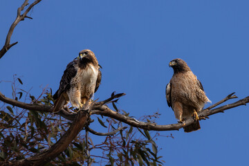 Red tail hawks mate on the tree