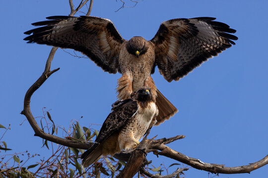 Red tail hawks mate on the tree