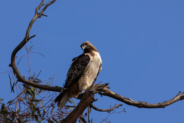 Red tail hawks mate on the tree