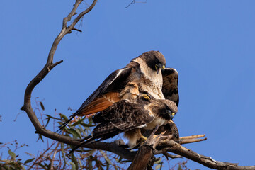 Red tail hawks mate on the tree