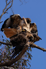Red tail hawks mate on the tree