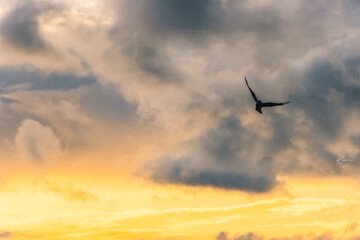 airplane in the sky