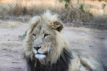 Lion
King of the Jungle
Safari
Animals
Wildlife
