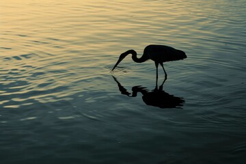 a flamingo standing and trying to find some food in the lake in the morning, showing the reflection of the flamingo