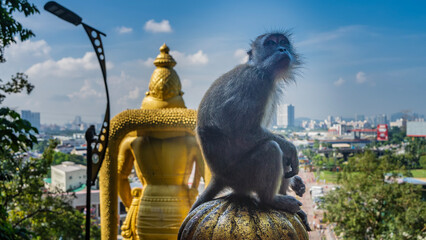 A monkey sits on the top of fence near the temple against the blue sky and looks up thoughtfully....