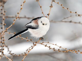 冬のシマエナガ