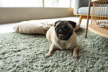 Cute pug dog lying on green carpet at home