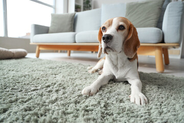 Cute Beagle dog lying on green carpet at home, closeup