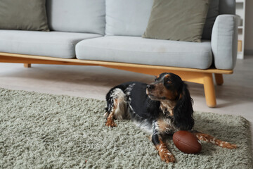 Cute cocker spaniel with ball on green carpet at home