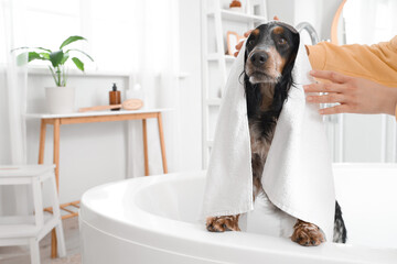 Woman wiping cocker spaniel with towel after washing in bathtub