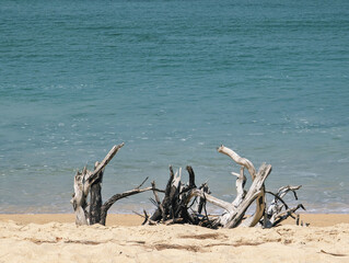 A serene beach scene with clear, calm waters and light sandy shores. A cluster of dry, weathered tree branches or roots is prominently featured on the sand.