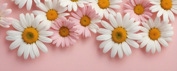 daisies on clean background 