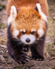 レッサーパンダ