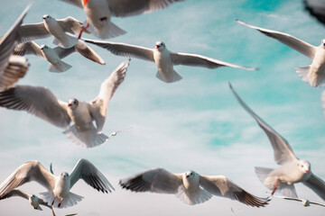 Fototapeta premium Seagulls soaring in the blue sky. Seagulls fly high in the cloudless sky. Birds of prey fly in the clear blue sky. Birds fly in search of insects or fish. Seabird in flight. 