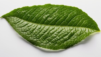 Obraz premium A leaf is on a white background