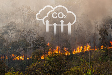 Forest fires release carbon dioxide and other greenhouse gasses, such as methane into the...