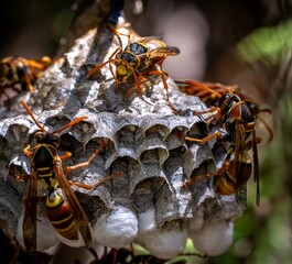 Paper wasps tending to the nest.