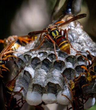 Paper wasps tending to the nest.