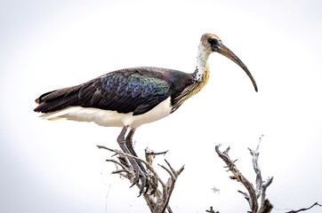Straw necked Ibis