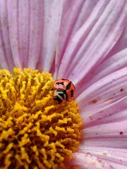 Ladybug sitting on the flower. Cute insect pollinating flower