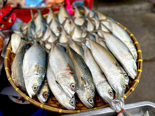 Mackerel Fish Selling on a Tray at Thai Fresh Seafood Market.