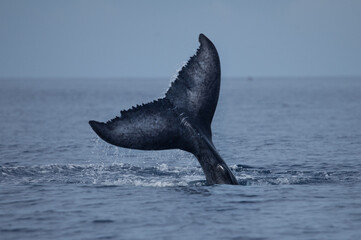 Dusky black whale tail sticking out of the water at an angle