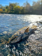 The Fate of the Wild Chinook Salmon in Nature. Washed Fish Carcass Lay on the Rocks During Breeding Season Under the Sun at the Feather River, California.. Oncorhynchus tshawytscha; aka King Salmon.