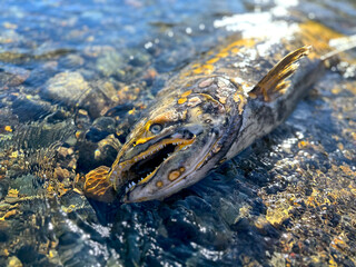 The Fate of the Wild Chinook Salmon in Nature. Washed Fish Carcass Lay on the Rocks During Breeding Season Under the Sun at the Feather River, California.. Oncorhynchus tshawytscha; aka King Salmon.