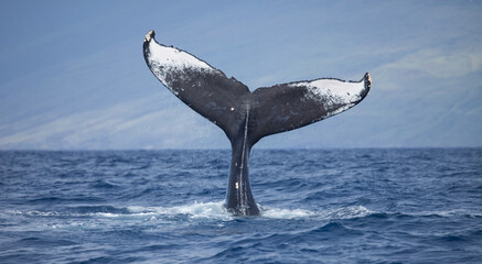 Humpback Whale Tail High Above the Water - obrazy, fototapety, plakaty