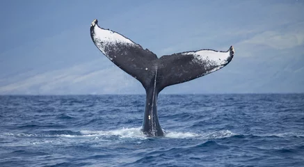 Foto op Canvas Humpback Whale Tail High Above the Water © DaiMar