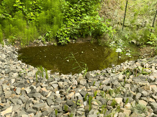 A pond in the forest