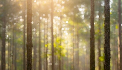 Forest bokeh background with tree trunks on both sides.