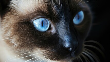 A striking close-up of a Siamese cat's deep blue eyes and brown fur - obrazy, fototapety, plakaty