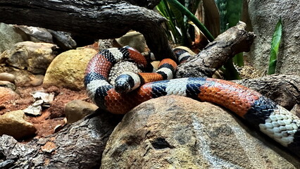 Portrait of coral snake in ZOO