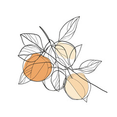 Simple line drawing illustration of an orange on a tree branch