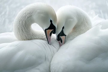 Poster Serene embrace: two swans in love, a graceful display of adoration and unity in the swanst's affectionate bond, a symbol of tranquility and everlasting companionship in the natural world. © Ruslan Batiuk