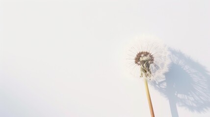 A delicate dandelion seed head with its shadow cast on a clean white background