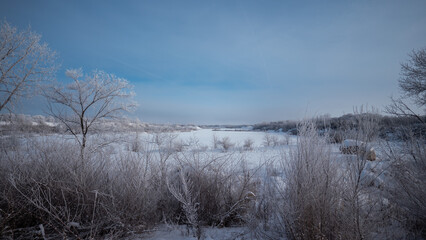 trees in the snow