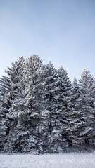 snow covered trees