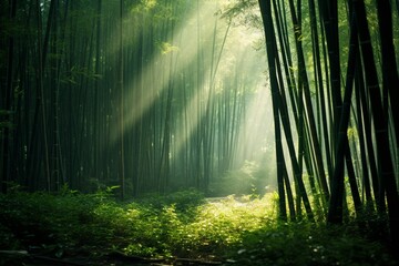 : A dense bamboo forest, with sunlight filtering through the tall, slender stalks.