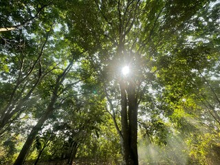 Obraz premium Sunshine makes trees and leaves and flowers have new things in the garden, we also need love every day