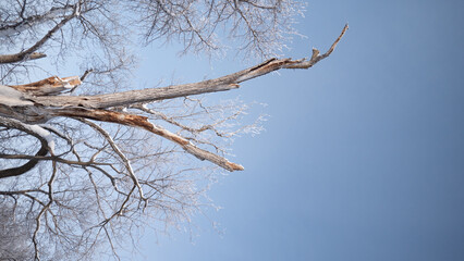 snow covered branches of tree